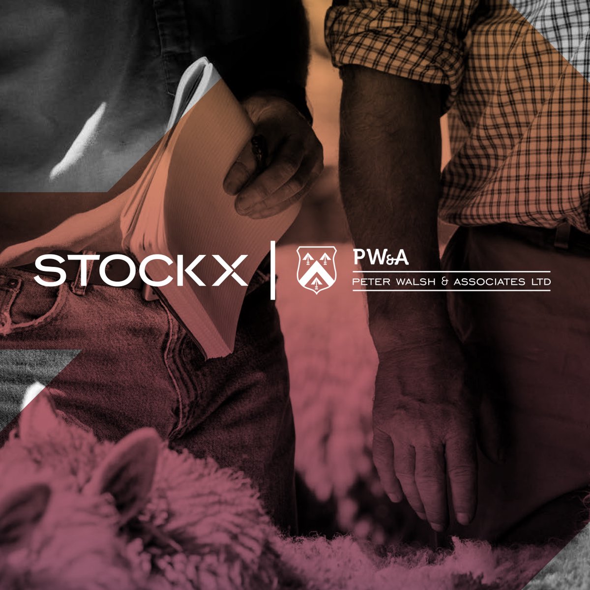 StockX_NZ's tweet photo. StockX is excited to welcome Peter Walsh &amp; Associates and their agency team to New Zealand’s largest independent livestock trading Marketplace.

Ask your local agent for more information about https://t.co/9R1N82UzqT today. https://t.co/vBM2iJOBbZ
