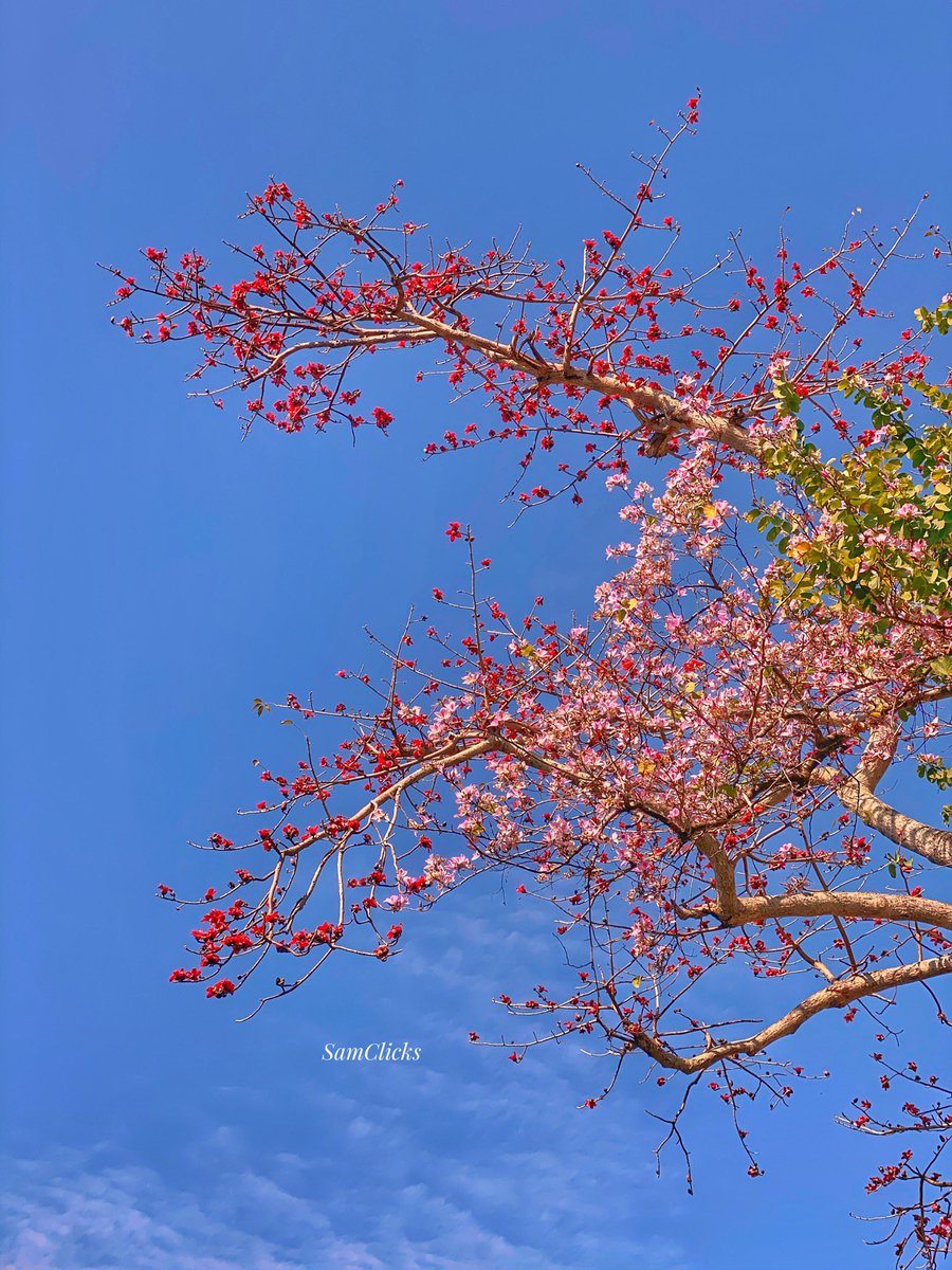 Samar_Anarya's tweet photo. Flower power, to fight all the hate...
#samclicks #samarnama #saminhongkong #saminhk #hongkong #hellohongkong #discoverhongkong #hellohk #discoverhk #lifeinamegapolis #hello852 #repulsebay #repulsebaybeach #beach #flowers #flowerpower #flower #hibiscus #middlewaypath #sky #blue https://t.co/tjBAghXxib