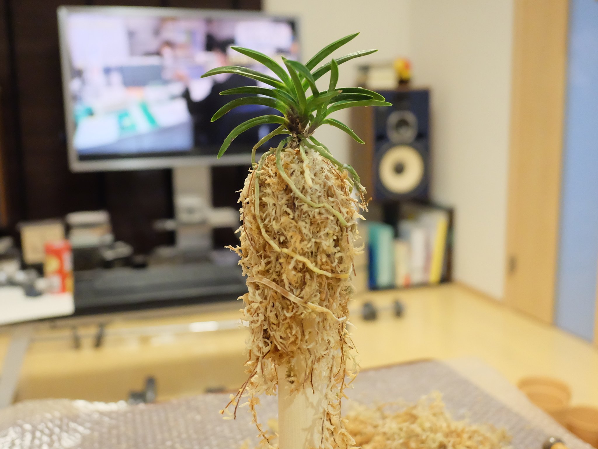 スケーター 富貴蘭 を植え替え 100円均一で見つけた麺棒がウェイトの穴にぴったりだったので これを使って空洞高植え に 鉢穴が麺棒より大きいので棒を刺したまま鉢に植え込めて きれいな空洞になる 伊勢矮鶏縞 Isechabo Shima 4 Mar 撮影