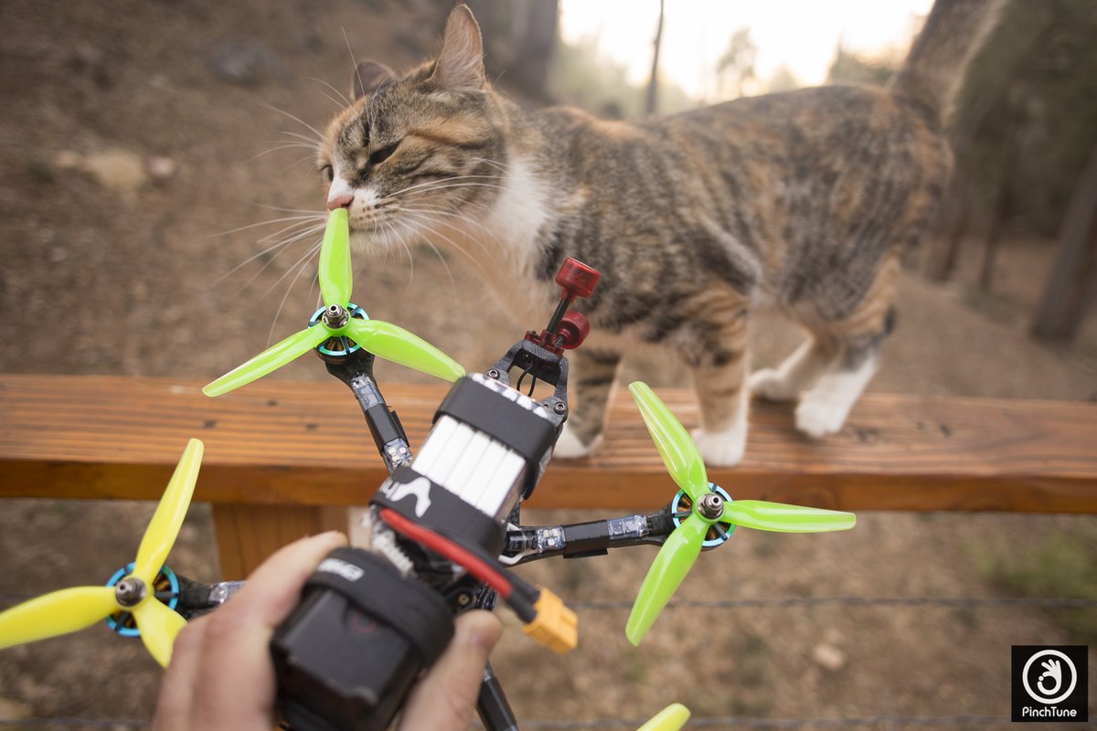 pinchtunefpv's tweet photo. #catsinpection - https://t.co/Fc0OdAwDRk