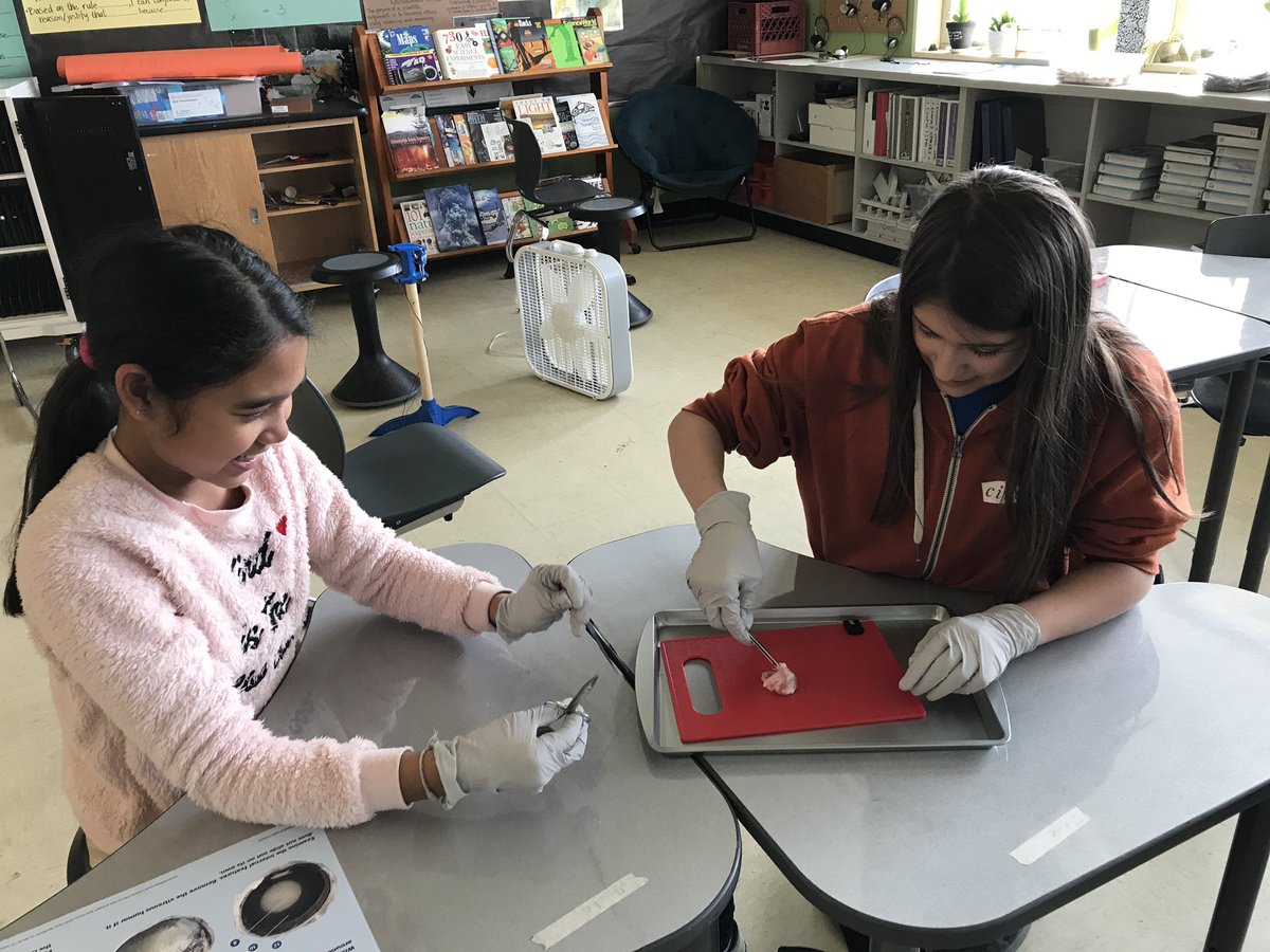 MsRohwer's tweet photo. Dissecting Pig Eyes at STEM Careers for Girls. #hsdsteam #gronerk8 https://t.co/vaP744A726