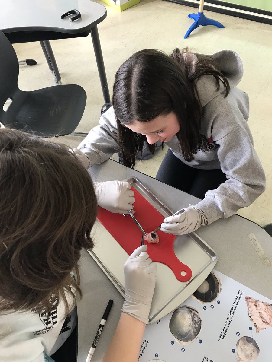 MsRohwer's tweet photo. Dissecting Pig Eyes at STEM Careers for Girls. #hsdsteam #gronerk8 https://t.co/vaP744A726