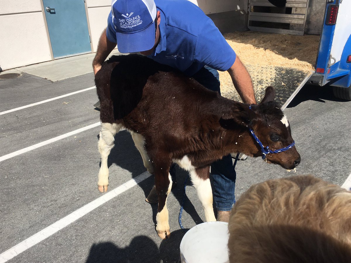 willhalmtweets's tweet photo. Visit from the Dairy Council. Buttercup and baby Oreo. https://t.co/eJSjpQgqhq