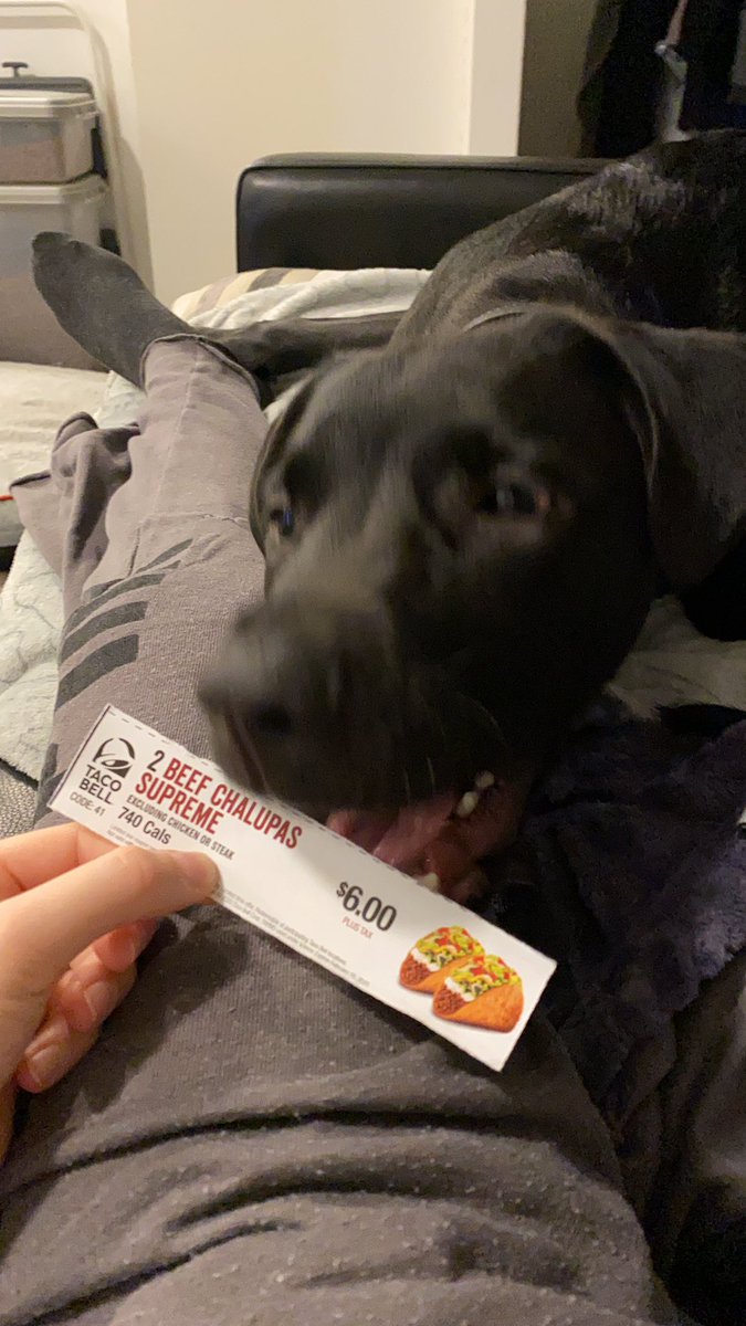 fronnnd's tweet photo. @TacoBellCanada @tacobell I think he’s made our decision for us... #RingTheBell https://t.co/nUJELAArG7