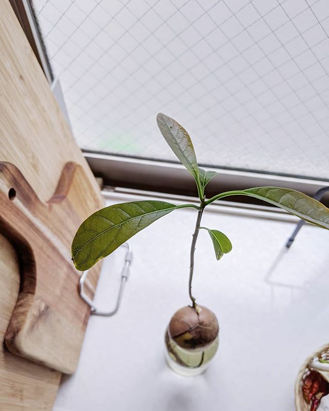KaoruDS's tweet photo. 🌱
.
今回は大きくなりそう https://t.co/mZokpujRkp https://t.co/FNUe20XjGK