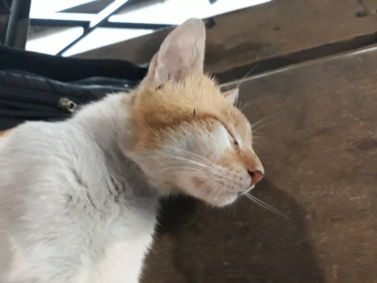 CatsofTIP's tweet photo. kumotan niyo naman ako kahit minsan | kuha ni @ryanchr03264958 #catsofTIP https://t.co/sc5NX4NwW4