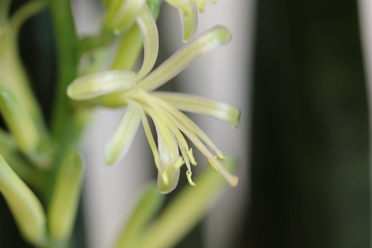 かずきち در توییتر サンスベリア トラノオ に花が咲きました 初めて見ました 元々もらった葉っぱ一枚を挿し木して 株が増えて今では1m位になってます これに花が咲くとは知りませんでした きれいな花です 写真好きな人と繋がりたい 写真撮ってる人と