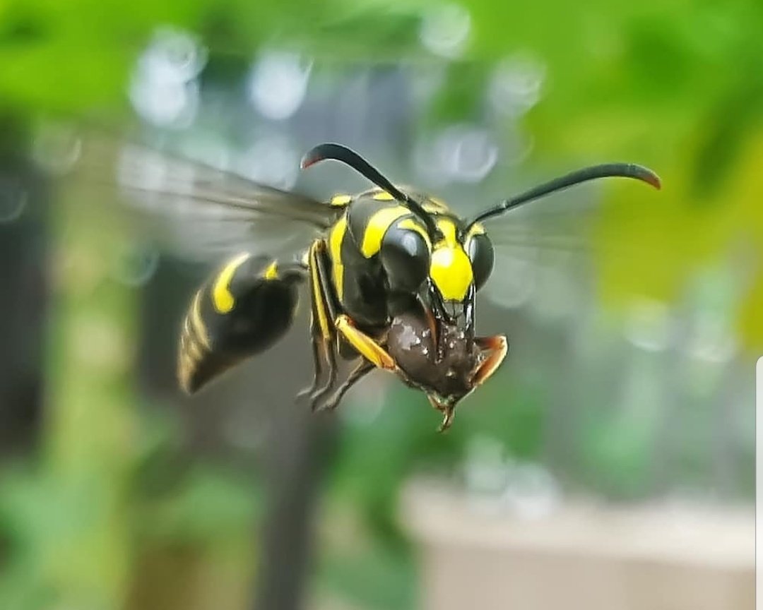 BaloxJc's tweet photo. Shot pake samsung galaxy Note 5 belum punya #GalaxyS20 https://t.co/tdgLSwjP1G