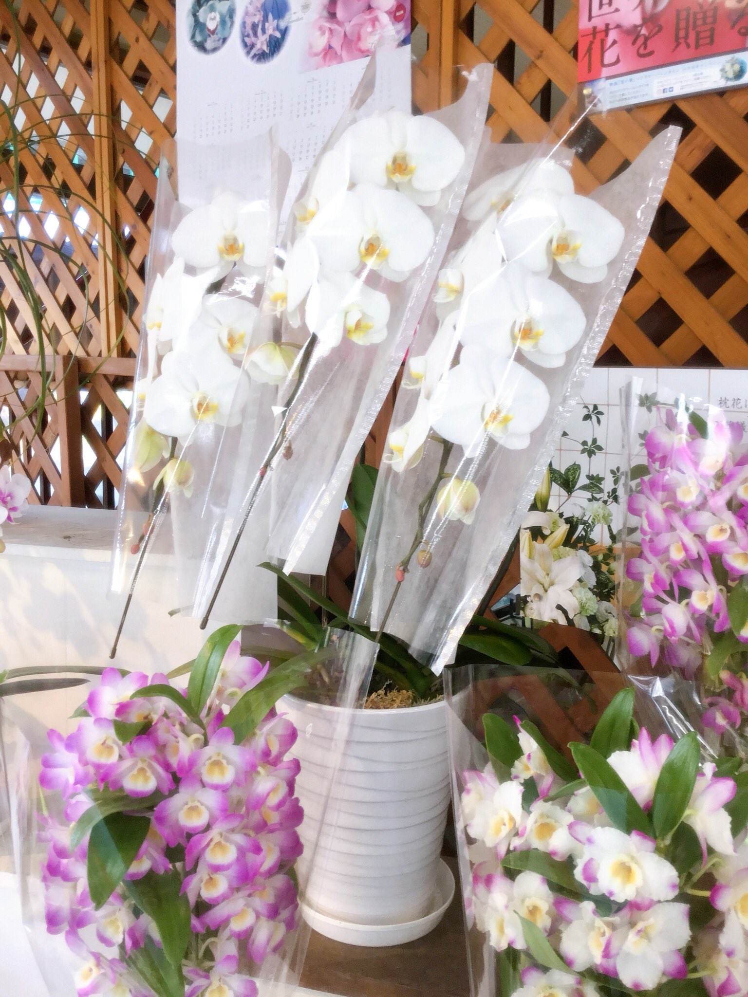 佐野園芸センター 足立区のお花屋さん Sanoengei Twitter