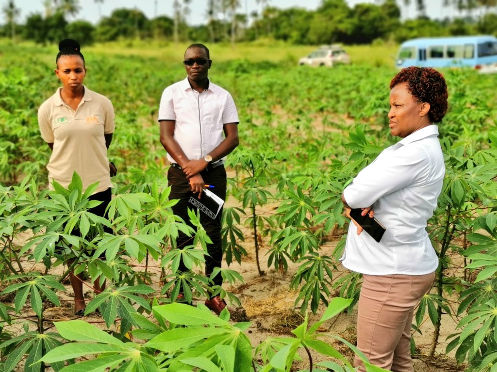 James Legg (@jamesplegg) on Twitter photo 🇹🇿🇰🇪 Field Brainstorming 🇰🇪🇹🇿
Kenya-Tanzania sharing of ideas gathers pace during the visit of the <a href="/selfhelpafrica/">Self Help Africa</a> group from Kenya to #cassava field trials of TARI & IITA at TARI's Chambezi field station. High disease pressure here makes it perfect for identifying resistance 🇹🇿🇰🇪 Field Brainstorming 🇰🇪🇹🇿
Kenya-Tanzania sharing of ideas gathers pace during the visit of the <a href="/selfhelpafrica/">Self Help Africa</a> group from Kenya to #cassava field trials of TARI & IITA at TARI's Chambezi field station. High disease pressure here makes it perfect for identifying resistance