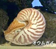 オウムガイのtwitterイラスト検索結果 古い順 オウムガイのtwitterイラスト検索結果 古い順
