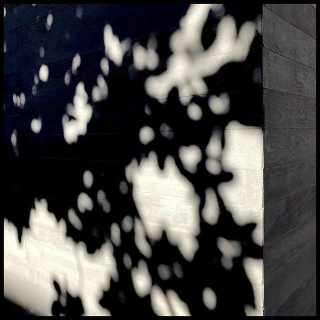 davidtruog's tweet photo. Dappled sunlight on concrete wall https://t.co/E5Pc9GERMT