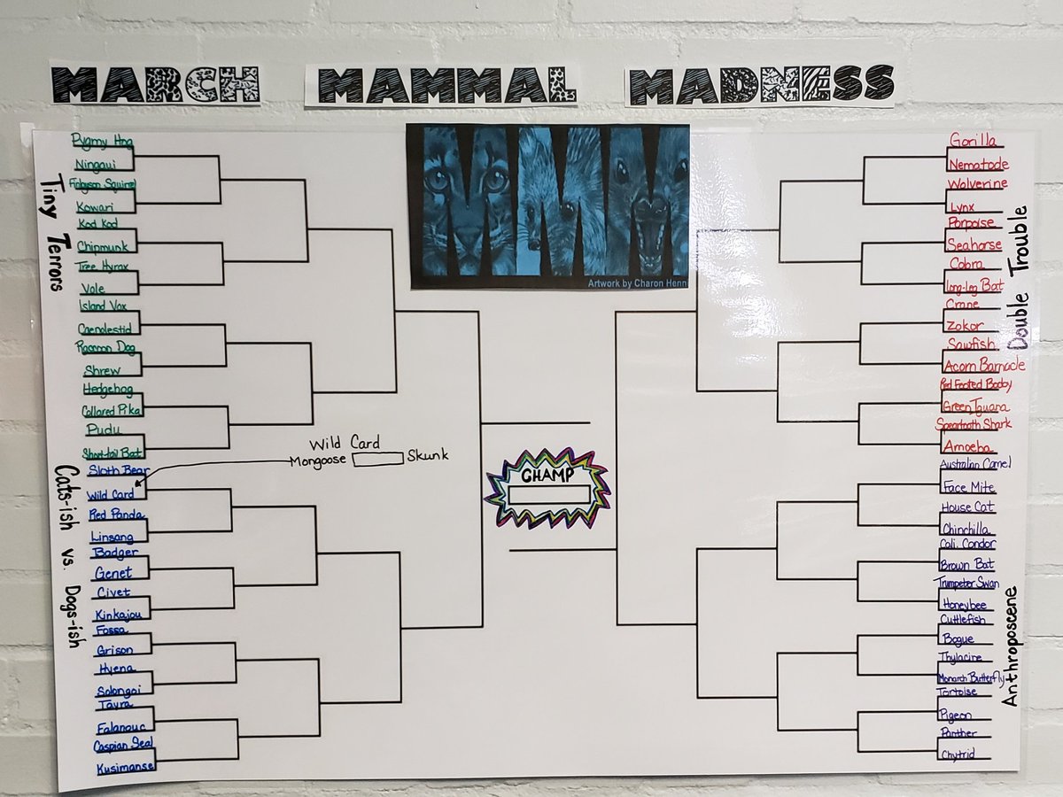 Lizhenrikson1's tweet image. Bracket is up and the kids are excited for March Mammal Madness! @2020MMMletsgo  @Mammals_Suck. @FmsjJohnston  #funinlearning #STEMisMYfuture @MESAatWMS