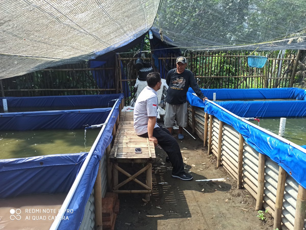 indrawan_ady's tweet photo. Bapak Wahroni ini merupakan pemula sebagai pembudidaya lele, berawal dr 2 petak kolam, dgn pendampingan dan bimbingan yg tepat oleh Penyuluh Perikanan Bantu... Saat ini usaha beliau telah berkembang menjadi 6 kolam... Alhamdulillah... @BRSDM_bp3tegal @fisheris_ @Edhy_Prabowo https://t.co/6VeIzXd8Ew