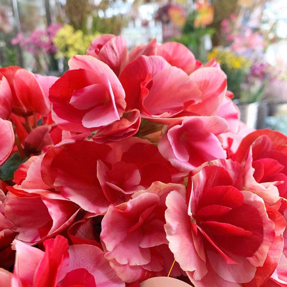 エラチオールベゴニア Twitter Search