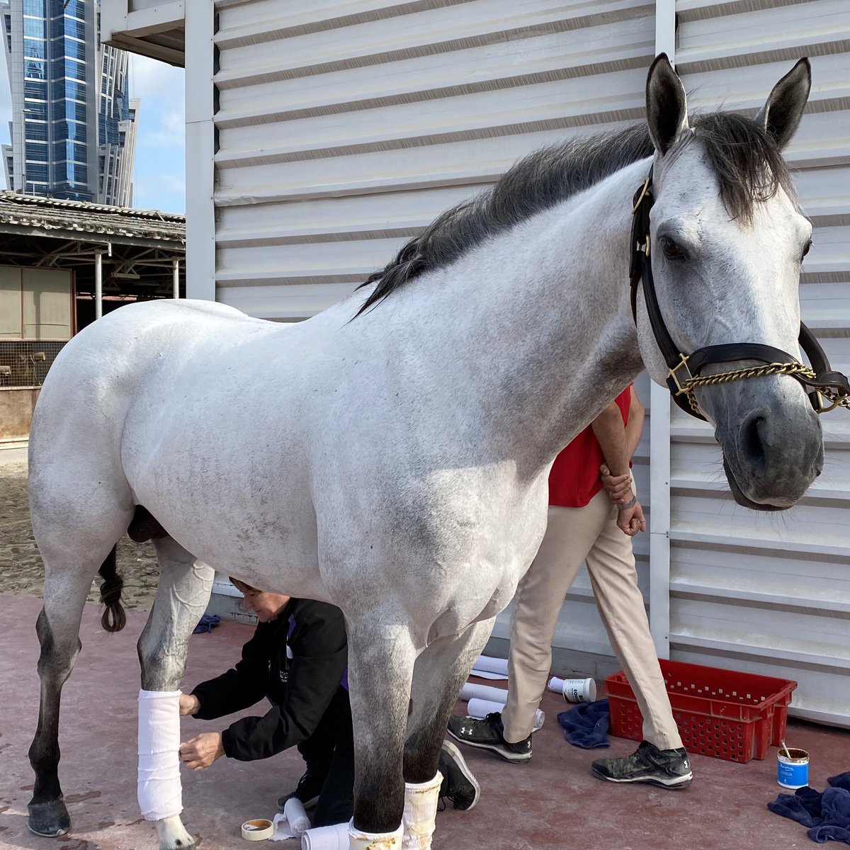 AdolphsonRacing's tweet photo. A very live chance in the $1m Dubai Kahayla Classic is this ornery and rather hilariously opinionated (handlers just call him cheeky) fellow, RB TEXAS HOLD EM. A G1 winner back home in 🇺🇸 who was just a good second off the layoff in AMC Round 3 (G1) on local debut for #RedStables https://t.co/3oYllqOV0i