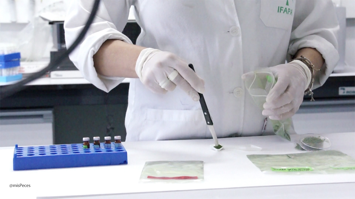 mispeces's tweet photo. Investigadoras de @IfapaJunta @TorunoEl han publicado un trabajo sobre la capacidad de #Ulvan (polisacárido del alga #Ulva_onhoi) como posible nutracéutico o potenciador de efectos, adyuvante, en el uso de vacunas para la terapéutica del lenguado senegalés https://t.co/2KyEyugYqD https://t.co/yEqLFXECJf