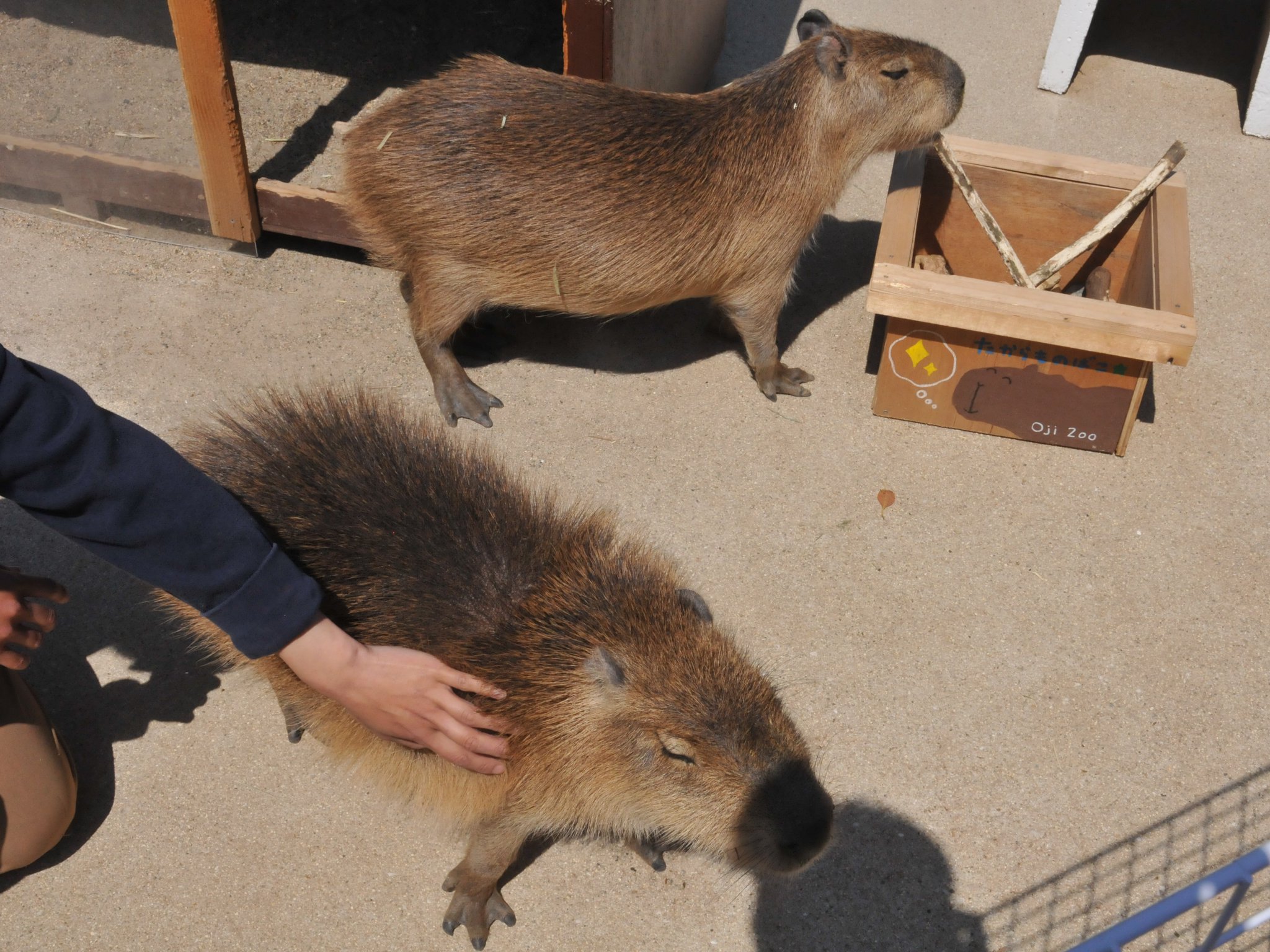 神戸市立王子動物園 公式 カピバラは気持ちいいと毛が逆立つそうです 写真を撮影した時も ニワトリさんのおかげかはわかりませんが 嬉しそうにしていましたよ 画像は結構前のものですが 飼育員さんに撫でられて天に昇った時のものです 神戸市 神戸市立王子動物園 公式 カピバラは気持ちいいと毛が逆立つそうです 写真を撮影した時も ニワトリさんのおかげかはわかりませんが 嬉しそうにしていましたよ 画像は結構前のものですが 飼育員さんに撫でられて天に昇った時のものです 神戸市