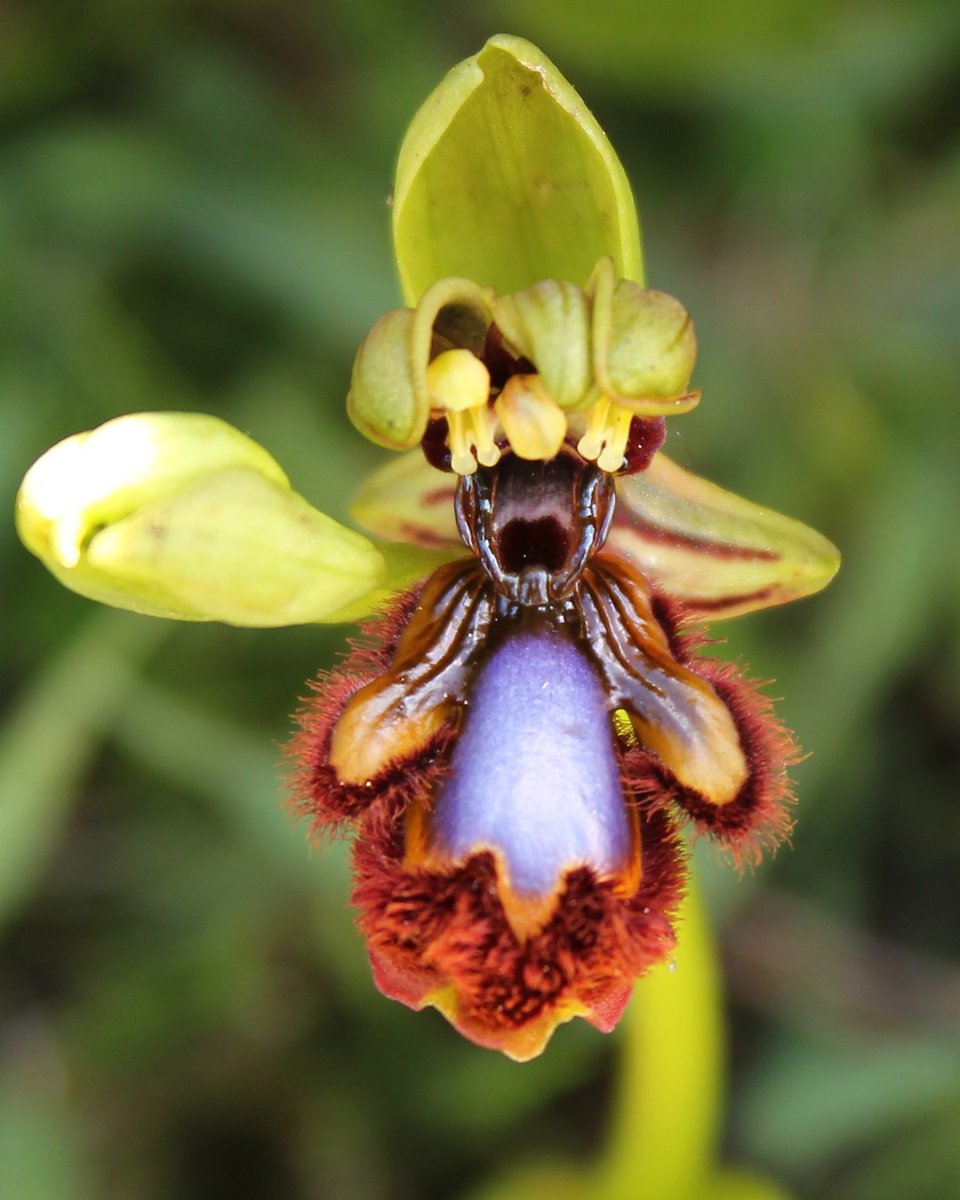 TuriCartagenaES's tweet photo. Hoy en #FloreCT hablamos de #OphrysSepeculum, más conocida como “Espejo de Venus” de la familia de las orquídeas. Esta preciosidad florece a partir del mes de marzo y la podemos encontrar en la mayoría de parques regionales.
#CartagenaCiudadDeTesoros #MiTesoroEsLaFlora https://t.co/yPuSq0Stuh