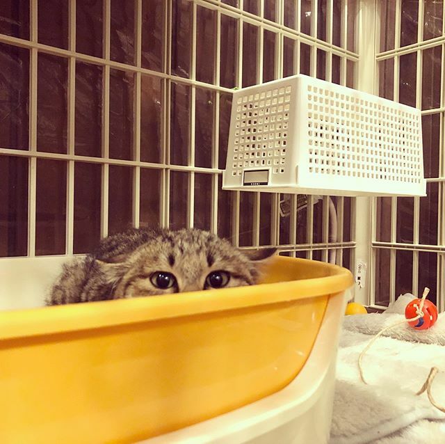 caracatcafe's tweet photo. まだおトイレに隠れたりもしておりまーす。

#負けるな　#ほこちゃん
#里親様募集中
#シャーパン
#仔猫 #こねこ #kitten #kitty
#保護猫
#ねこのいる暮らし #ねこのいる生活
#cat #catsofinstagram #instacat #sweetcatshub 
#猫 #ねこ #ネコ #猫カフェ #caracatcafe  #箕面 #北摂
 #ccck140 https://t.co/QQLL12HNcr