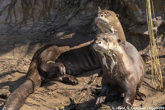 GoScifari's tweet photo. With only around 150 giant otters left in Peru (thanks to the fur trade) any time spent with these magnificent endangered creatures is really special. #aotrips #Scifari #wildlifewednesday #Tambopata (📷: @jgold85) https://t.co/q2LT6C8W5n