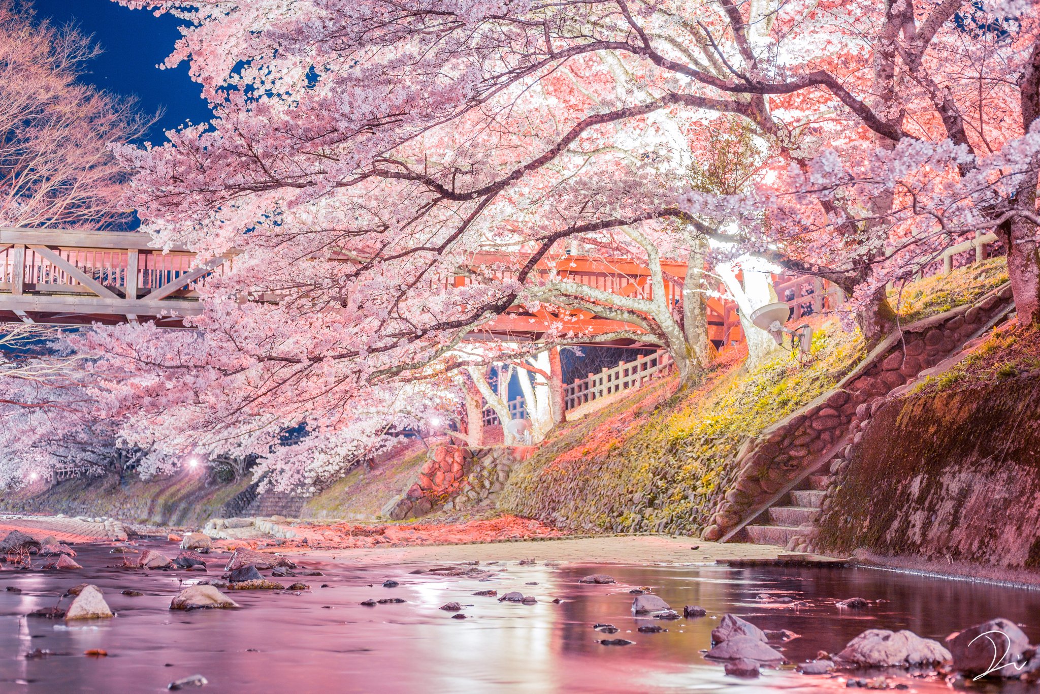 うさだぬ 極彩色の京都 写真集 カレンダー予約受付中 幻想的な京の夜桜 川を彩る桜の風情 追憶の桜 うさだぬ 極彩色の京都 写真集 カレンダー予約受付中 幻想的な京の夜桜 川を彩る桜の風情 追憶の桜