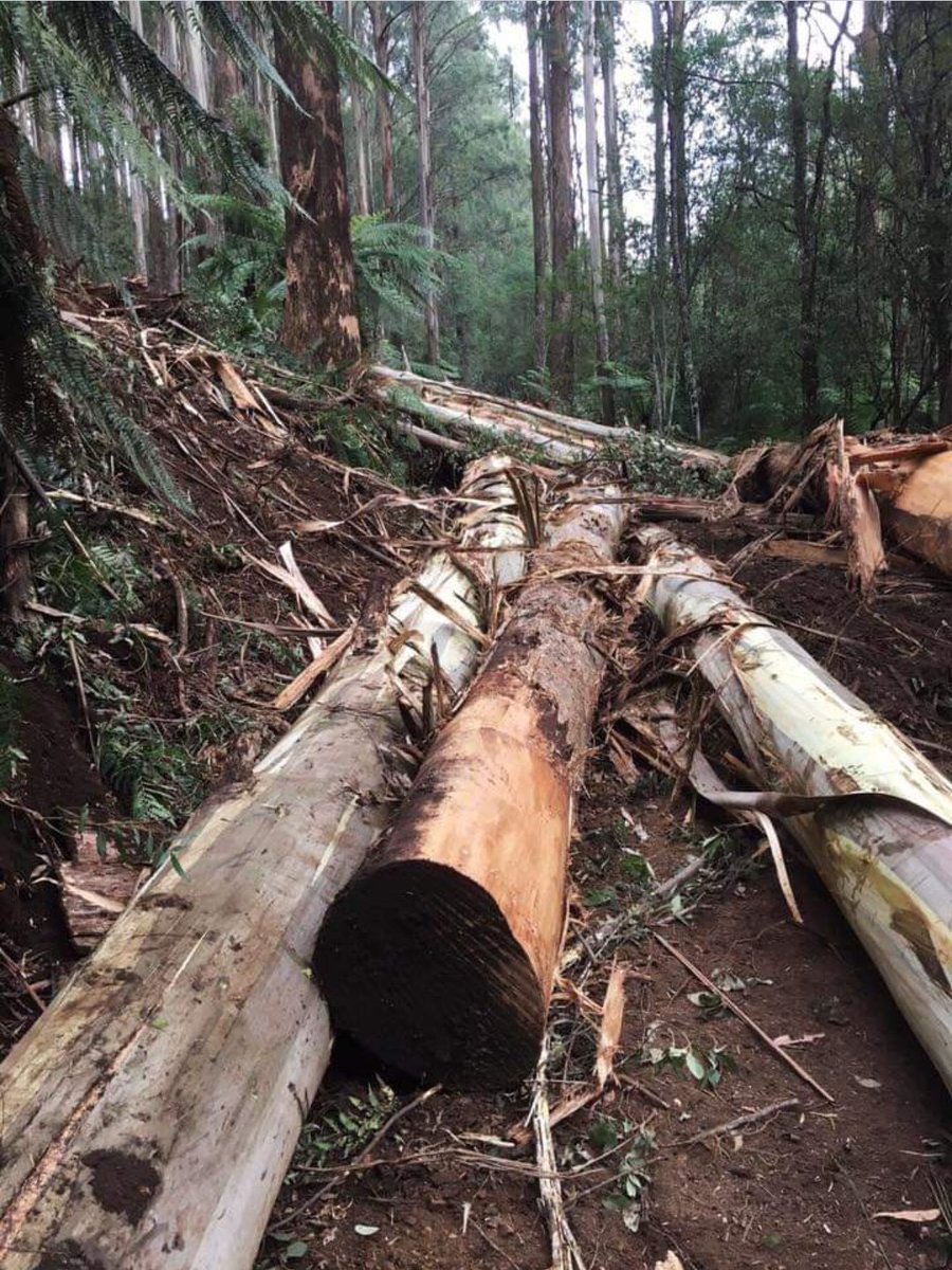 KinglakeForest's tweet photo. Apparently, to no one's surprise, VicForests have already stuffed up at the Zinger coupe in Toolangi.

Logging in a Leadbeater's possum protection buffer.

We've heard - need to confirm - they've also breached slope restrictions.
#savezinger https://t.co/0KvTumZlWt