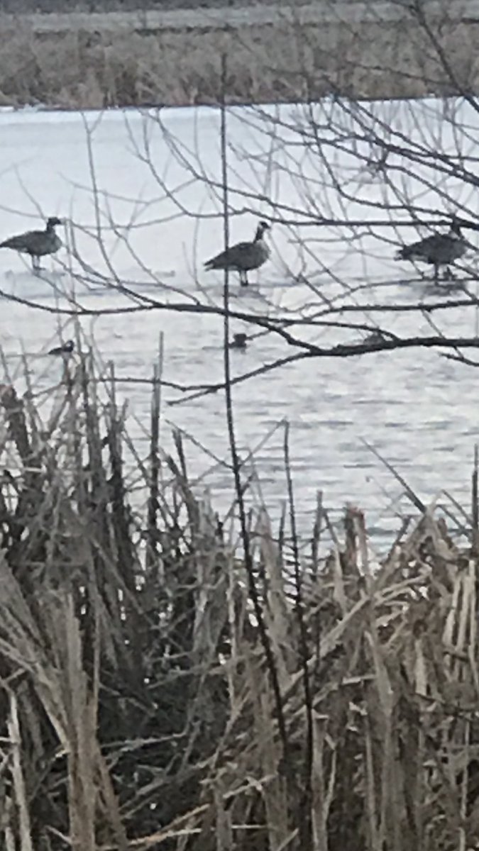 Rebel_Charters's tweet image. Spring is here. !!!                           Hooded mergansers and Wood ducks along with pairs of geese and swans waiting for last of ice to go on our ponds.  Along with THOUSANDS of migrating geese flooding the lake shore at evening.