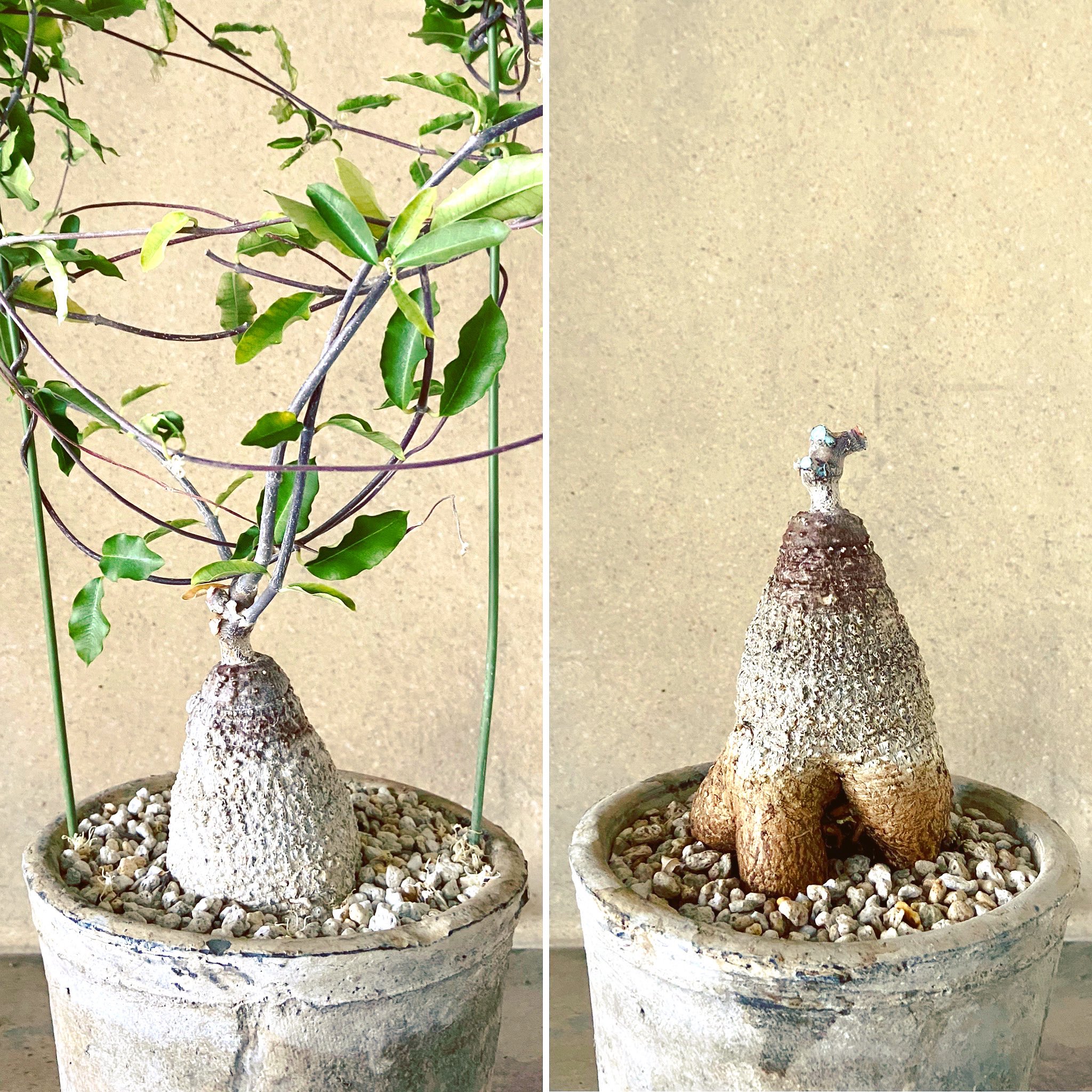 フォッケア エデュリス 火星人 大きめ塊根植物 2