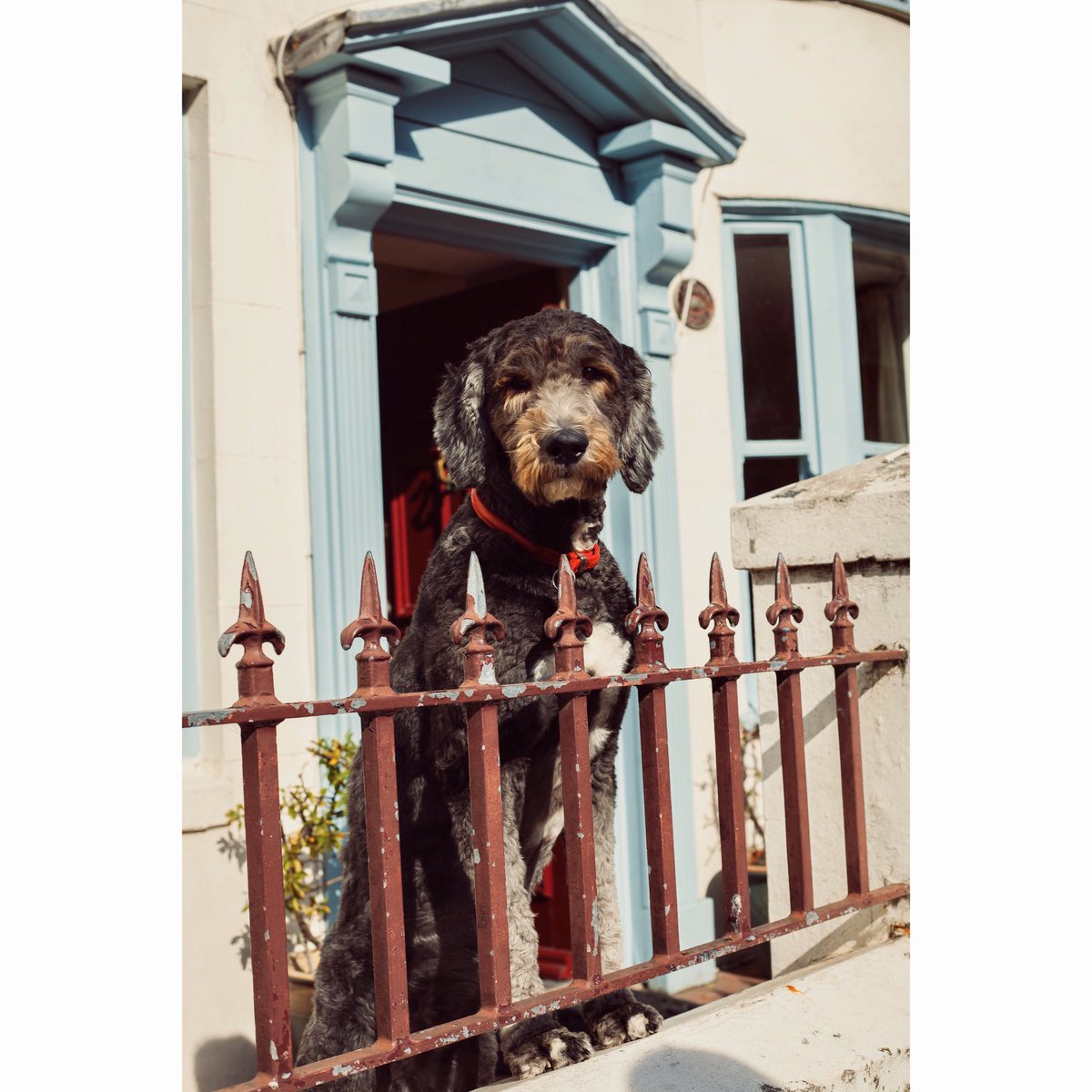 zaksabout's tweet photo. Hello face.
Taken September 2019.
https://t.co/WMHR9fzXq0
#zaksabout #imashots #photographer #lovelife #pushforward #dog #dogs #canine #streetphotography #brighton #photography #ig #photooftheday https://t.co/VXWBFl83oM