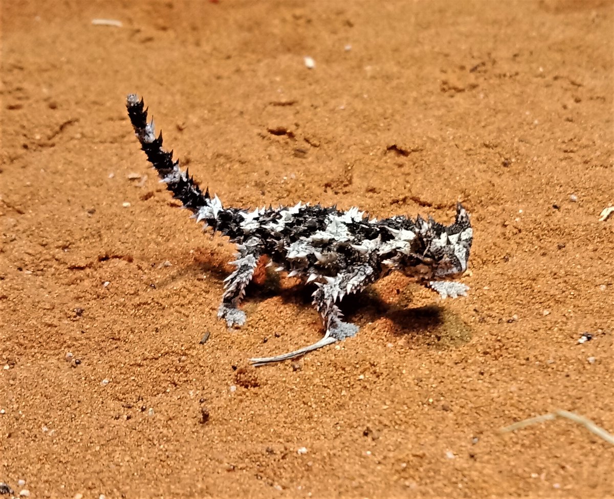 CaddieBrain's tweet photo. Awww... the unyerre / thorny devil babies hatched today at the Alice Springs Desert Park. Cute as. https://t.co/6OPdadKUxV