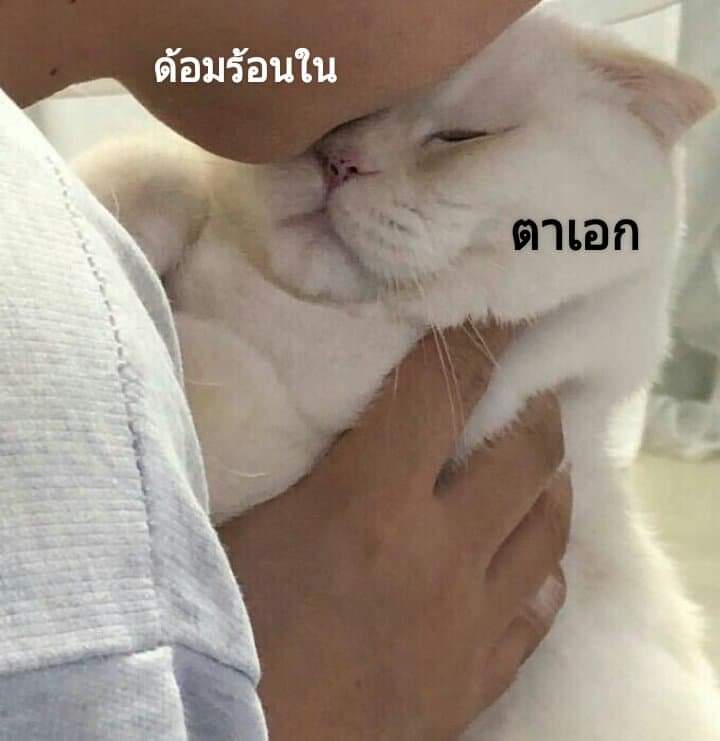 s˙Ⱉ˙ɴ tweet media
