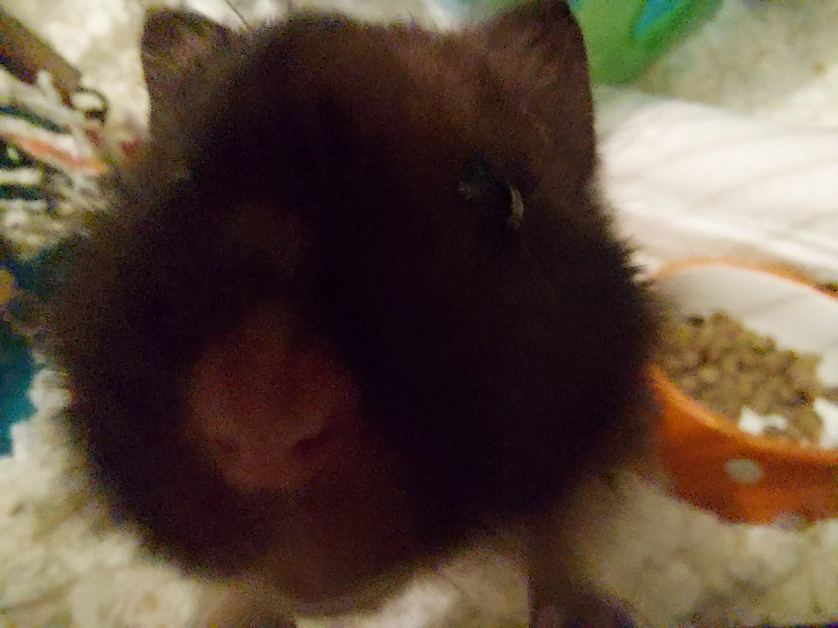 LeahCPhillips92's tweet photo. This is how hamsters react to humans trying to take their picture... #whatisthis #mustinvestigate #hamsterproblems https://t.co/VboLjtQGSB