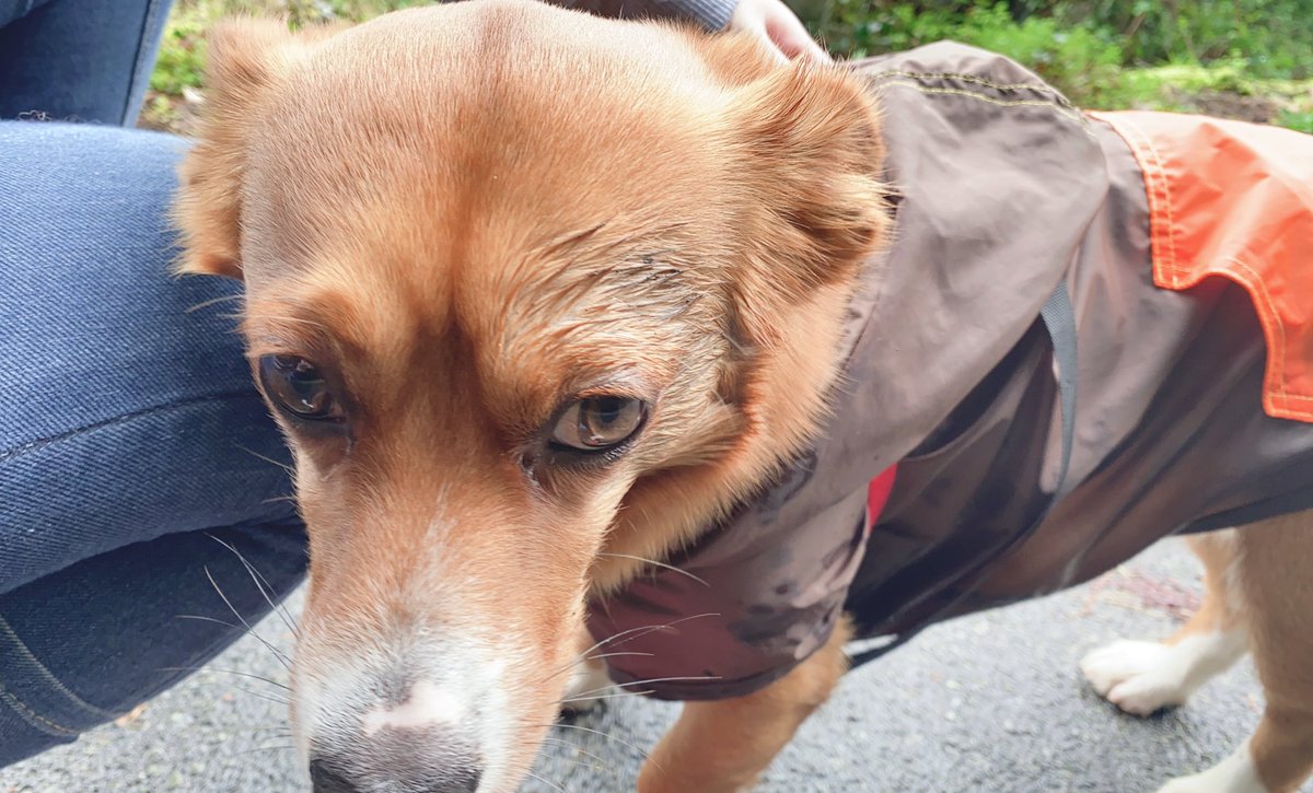 ナルト 雨上がりの散歩で 草のツルに引っかかり 左顔面から転んだ犬 犬でも転ぶのね コーギー キャバリア Mix犬 犬好きさんと繋がりたい 犬がいる暮らし