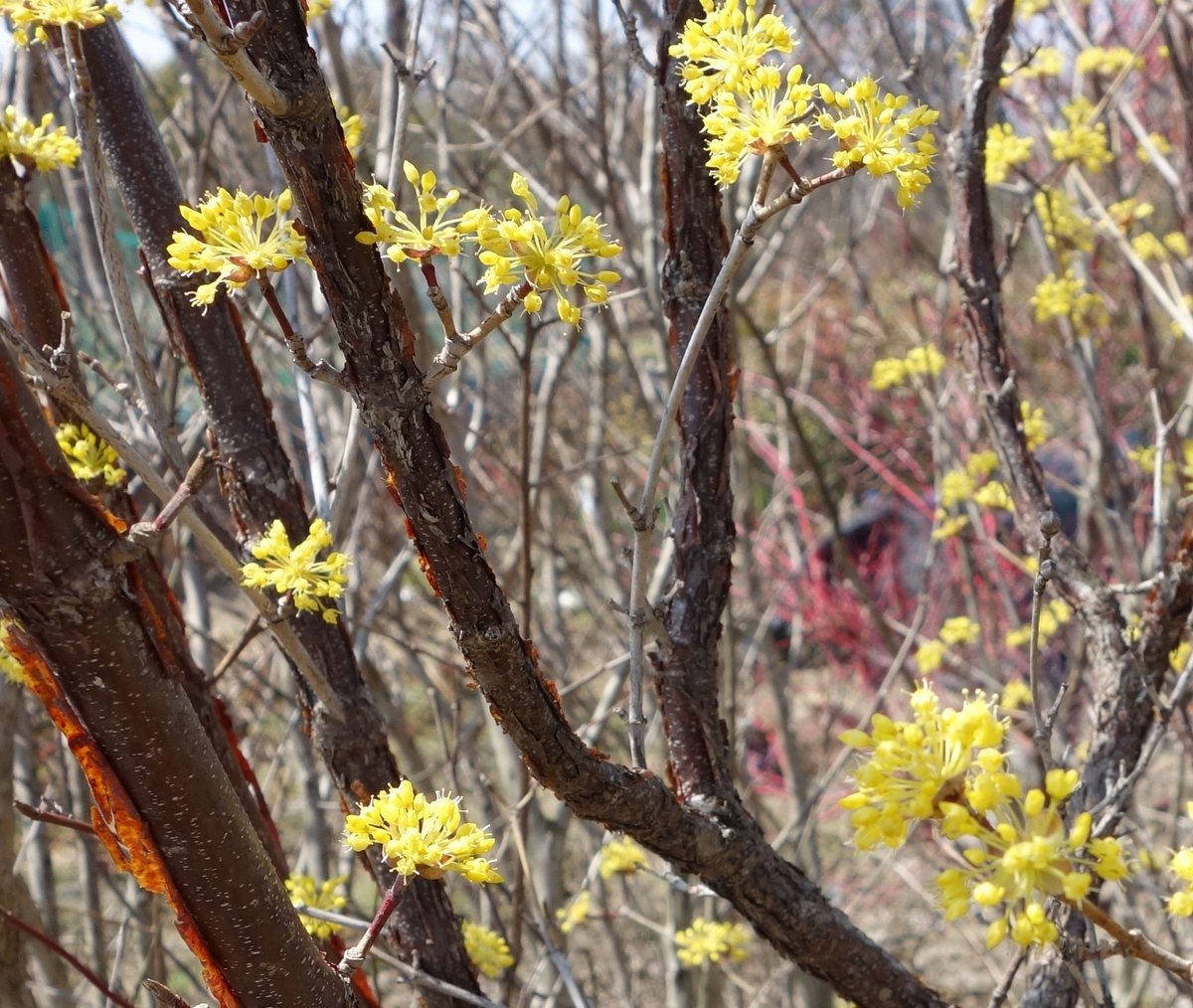 シンボルツリー庭木植木の樹木屋 Ar Twitter 春の黄色い花 本日はサンシュユ 早春の葉が芽吹く前に咲くので花が目立ちますね サンシュユの実は生薬の 山茱萸 といい 薬用植物として江戸時代に渡来した樹木です