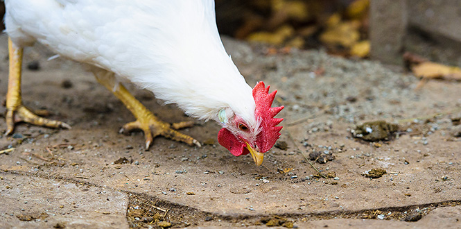 AshikaNayan's tweet photo. https://t.co/atd54R8D4m
Eggs and chicken instead of beef reap major climate gains #veterinaryphysiology #AnimalEthics #animalchain #veterinarypathology #cattleproduction #onehealth #veterinaryepidemiology #AnimalEcology #animalstudies #VeterinaryMedicine https://t.co/nx05KIt5qY