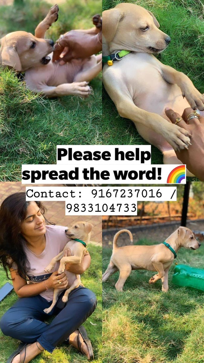 Looking for loving home for this cute lil pupper. 

Name: Rocky
Breed: Indie
Age: 2.5 months
Location: Kandivali, Mumbai

Has been vaccinated, dewormed, deflead.

#Mumbai #Adoption #AdoptDontShop #PuppyAdoption