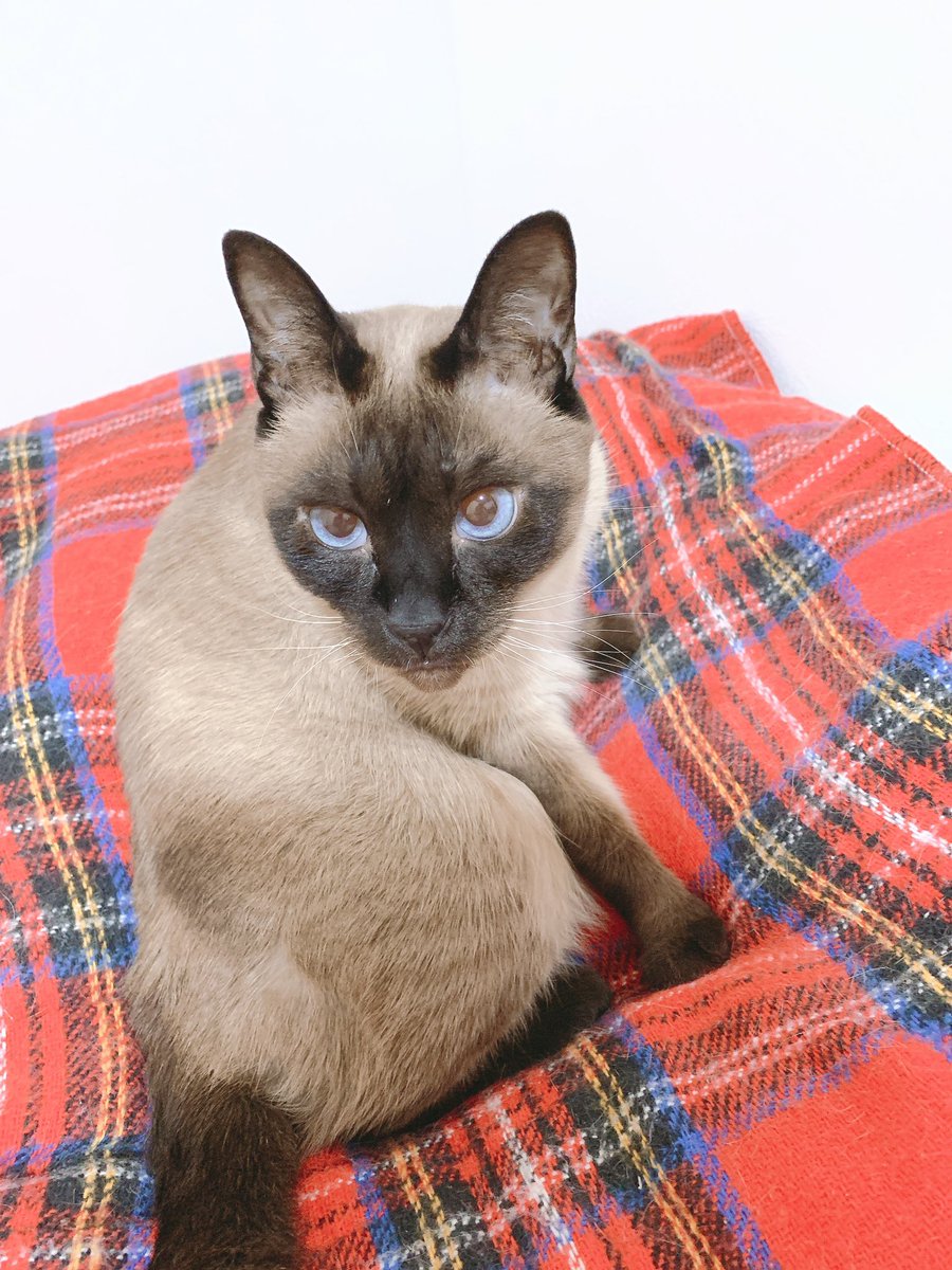 ほしいっよろしくお願いします あなただけのつまんだねこ のべ子 シャム猫あずきさんのイラスト