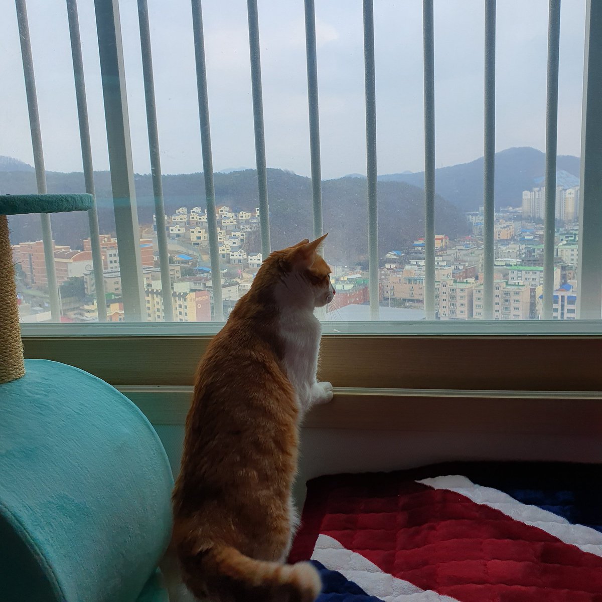 눈오는거 감상하시는중
꼬랑이흔들고 난리나심..
너가 강아지야...?