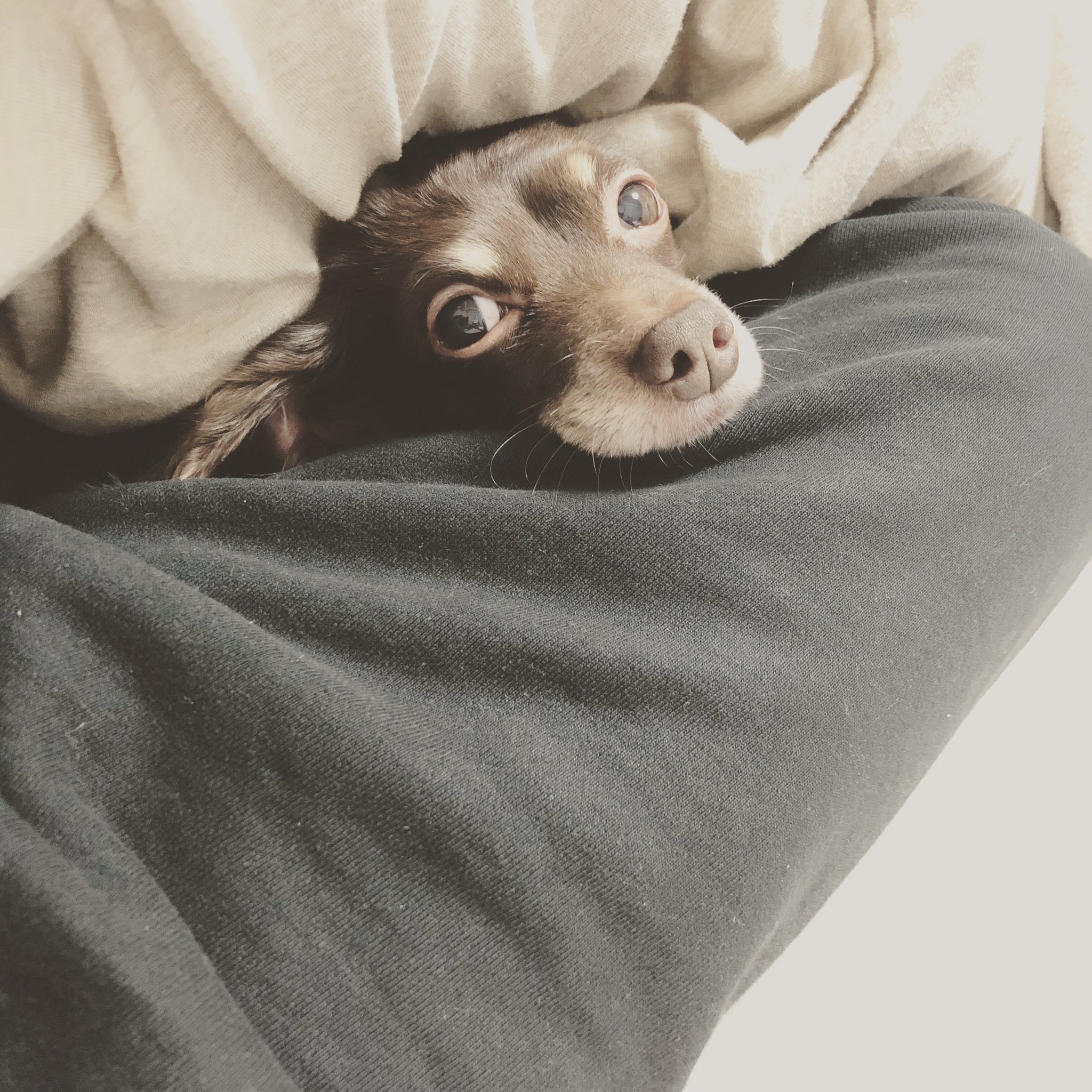 山口祥行 犬は無駄に見つめてくるなぁー ダンベル いぬすたぐらむ T Co Fgkbnxyy6y Twitter