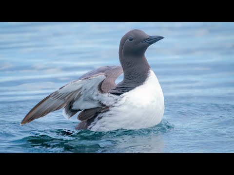 DefendtheWild's tweet photo. Marine heatwave killed an estimated 1 million seabirds | Oceana https://t.co/7kqpuBH310 https://t.co/a00gfeVJFk