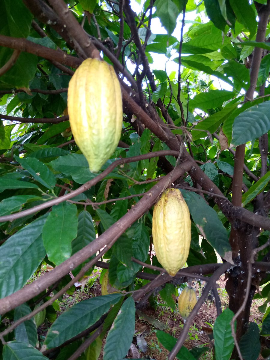 misswezwez's tweet image. Stepping into an unknown territory has been a challenge...but excited to be starting trial production and value addition in June its been a hectic 8 year wait. #queencocoa #cocoafarmer #cocoa