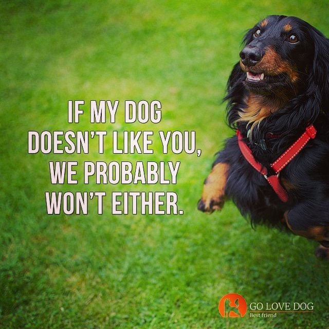 GoLoveDogs's tweet photo. That's right, because we are on the same front.😄🐶 #dogs #dog #doglover #dogoftheday https://t.co/KhUdFp2PLr