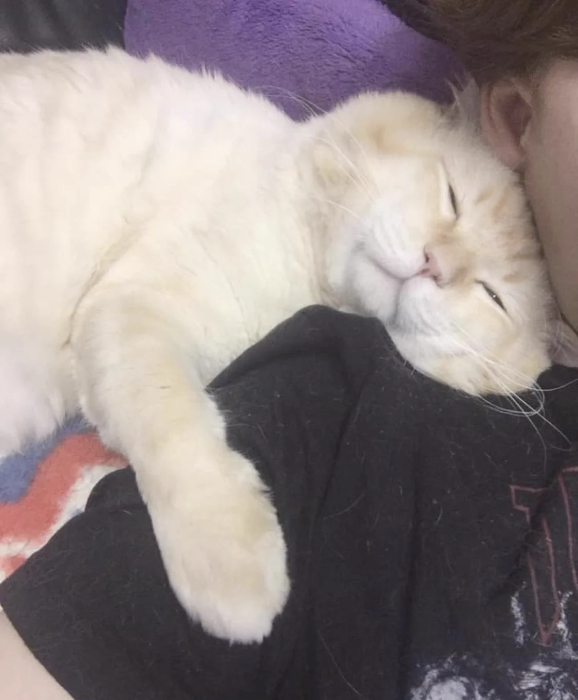 保護した猫のビフォーアフターに胸キュン…！安心しきった顔がたまらない！！