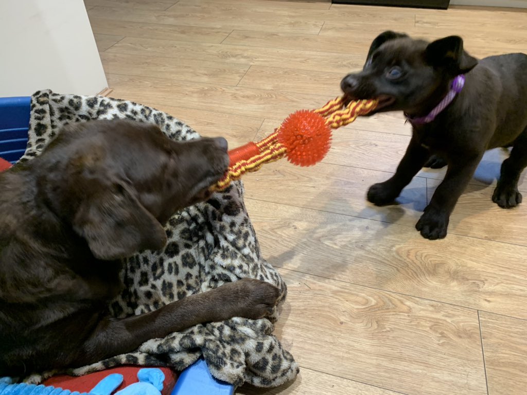 Mikegpaton's tweet photo. @dougalsdigs Just to update you, Daisy has a new friend Maggie!! You need to prepare yourself for when they come to visit!! #BestDogCare #DougalsDigs https://t.co/Xjhhtub84l
