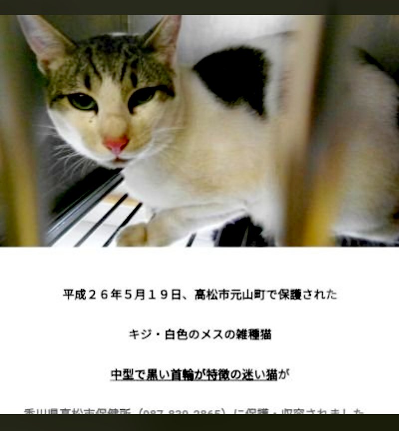 チャチャ丸 tweet media