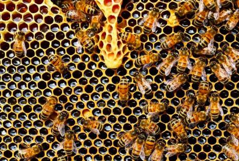 HiveBook's tweet photo. Deformed Wing VIrus (DWV) is the prevalent virus responsible for honey bee colony losses in the US according to The University of Minnesota College of Veterinary Medicine (CVM). It causes bees to forage prematurely, causing diminished spatial memory & colony failure #hivebook https://t.co/kXLiuzkbrP