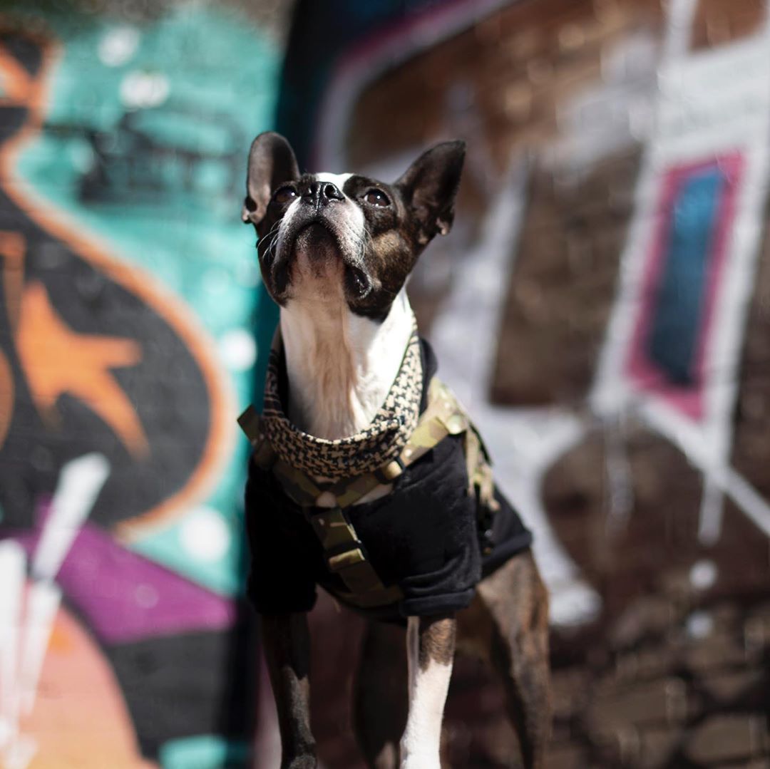 kiloninerpets's tweet photo. Our new member of the Kiloniner Squad geared up in our M4 MOLLE Vest, H1 Tactical Hoodie, and Cooling Shemagh ๐๐@austinefoto
#mlitary#singaporedogs#sgdoglove#doggieupdates#woofnation #dogsofinstasg #dog #dogsofinstagram #dog_features #singaporespecials https://t.co/GhlZqjKhFg