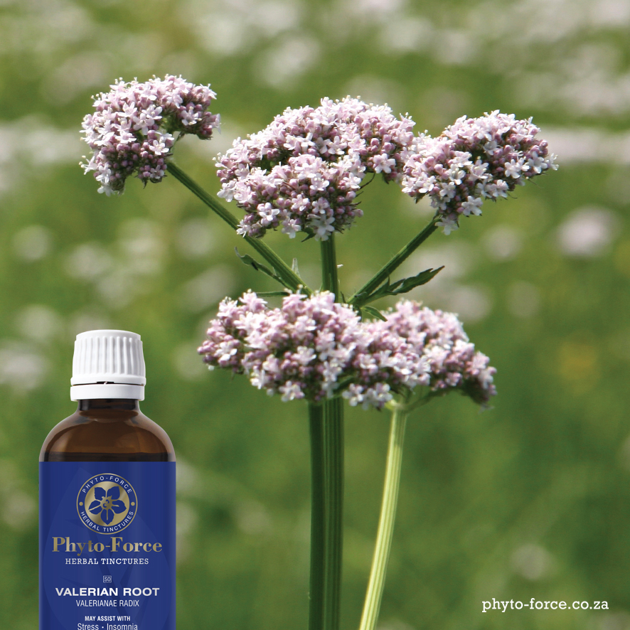 Phyto Force A Twitter Phyto Force Valerian Root Is Known For Its Calming Abilities Without Any Drowsiness Or Side Effects This Wonderful Herb Is The Go To When Stress And Anxiety Step In Fantastic