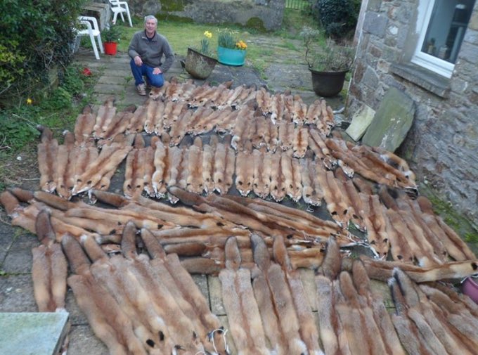 BREAKING: @HSIUKorg today calls for action in response to a shocking <a href="/FoxHITeam/">H.I.T.</a> investigation exposing U.K.’s hidden fur trade. Totally unacceptable that foxes are cruelly snared &amp; killed in U.K. for fur. Urgent ban on fur trapping &amp; trade needed NOW. huntinvestigationteam.org/fur-trapping-i…